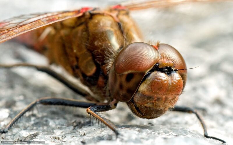 Close-up of a Dragonfly — Brown