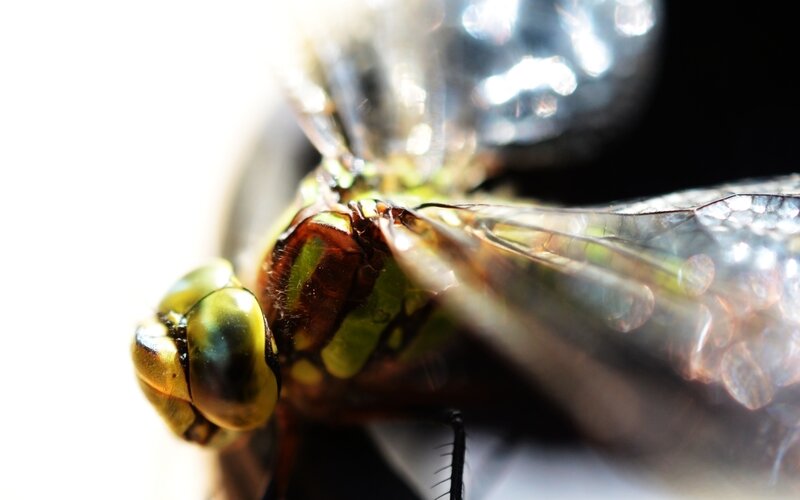 Close-up of a Dragonfly — Green, Dramatic, Photograph