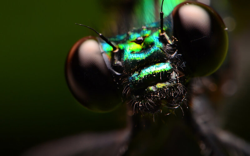Close-up of a Dragonfly — Green, Dramatic