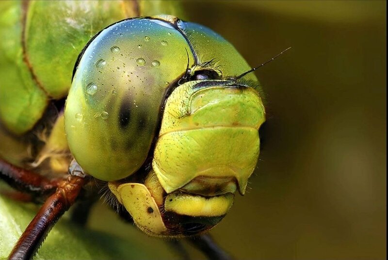 Close-up of a Dragonfly — Green