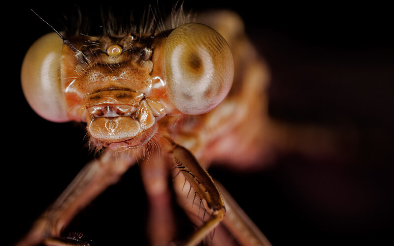 close-up of a dragonfly head