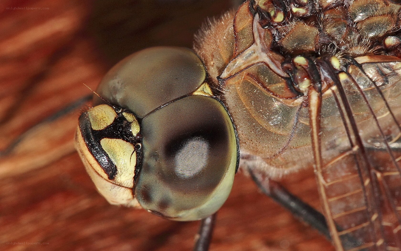 close-up of a dragonfly head