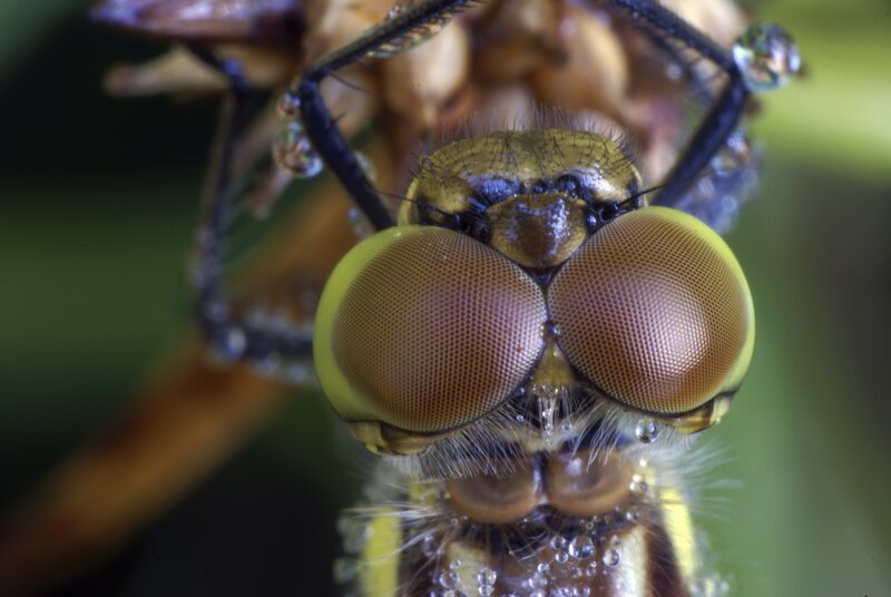 Close-up of a dragonfly's eyes