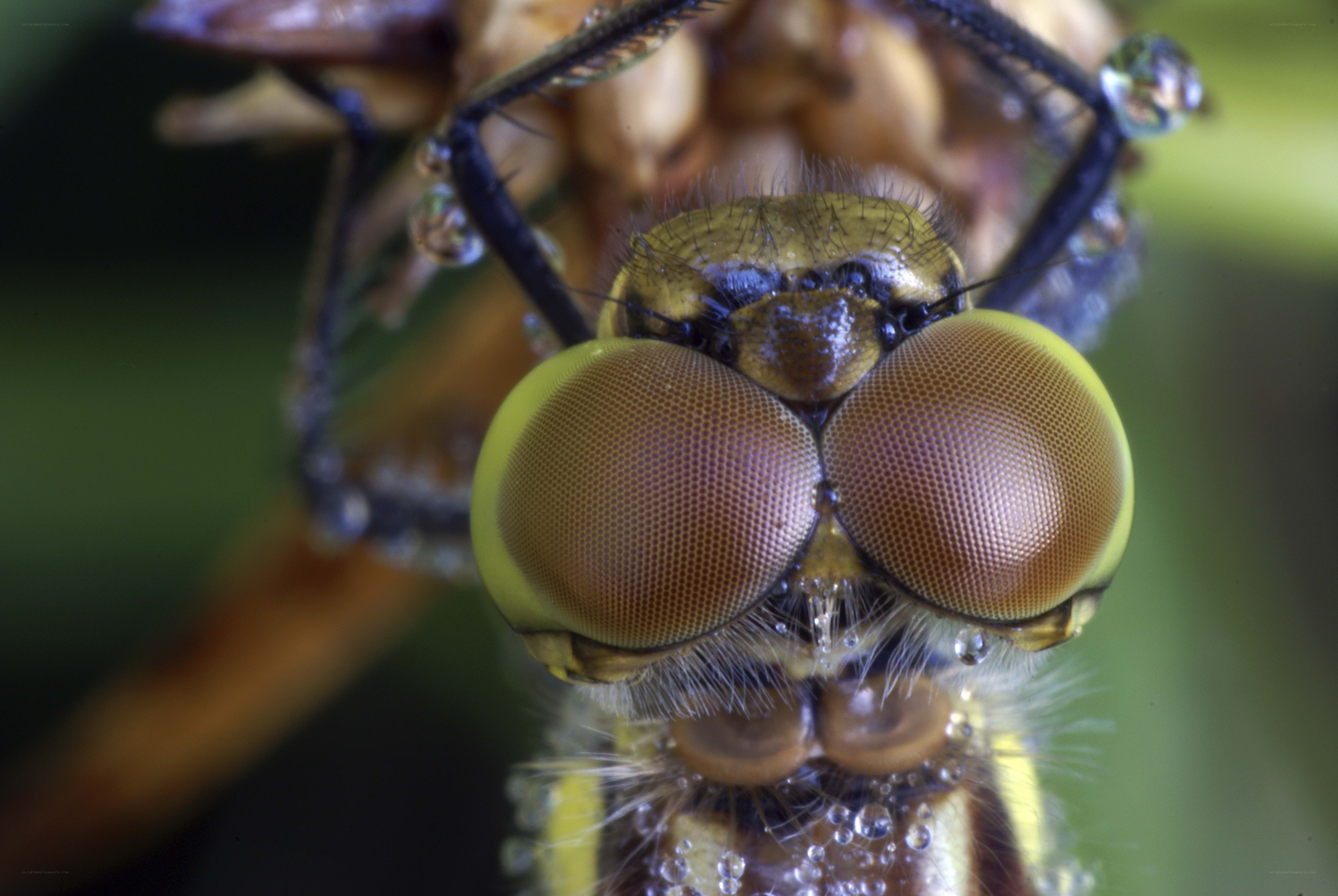 Close-up of a dragonfly's eyes