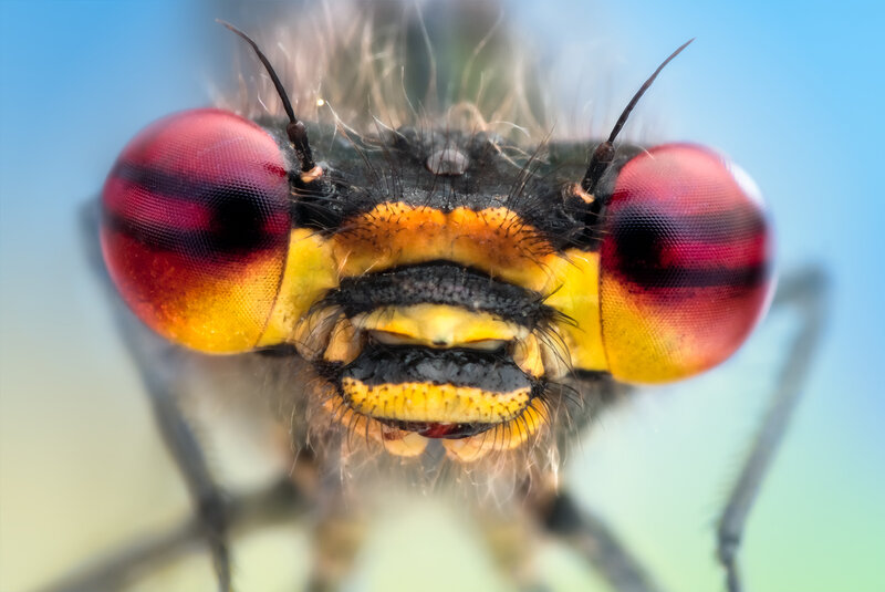 Close-up of a dragonfly's face