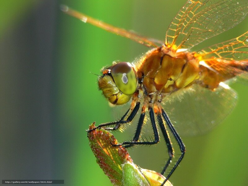 Close-up of a dragonfly