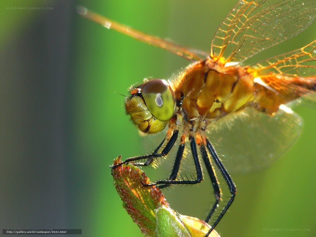 Close-up of a dragonfly