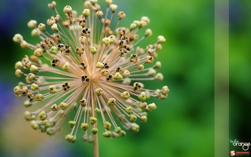 close-up of a dried flower head