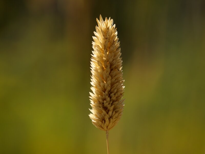Close-up of a dried grass seed head