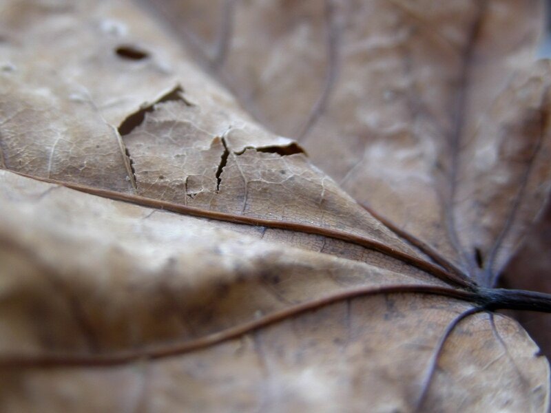 Close-up of a dried leaf