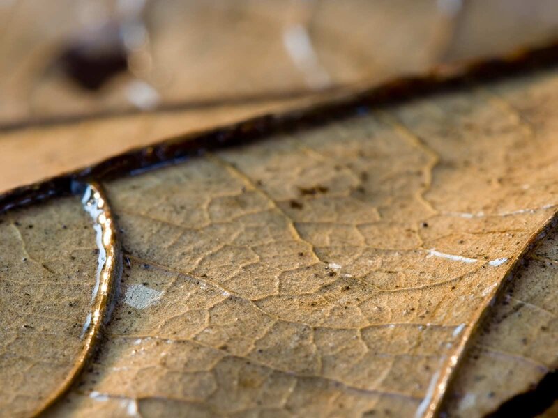 Close-up of a dried leaf