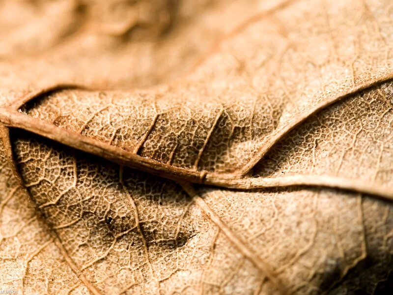Close-up of a dried leaf
