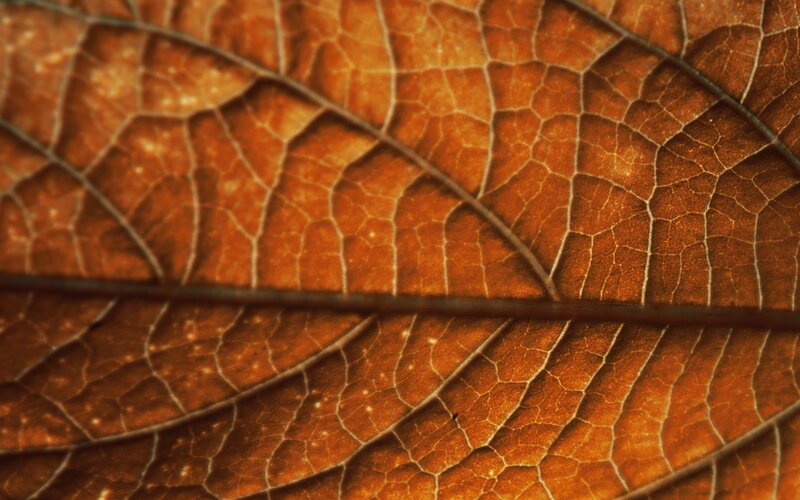 Close-up of a dried leaf