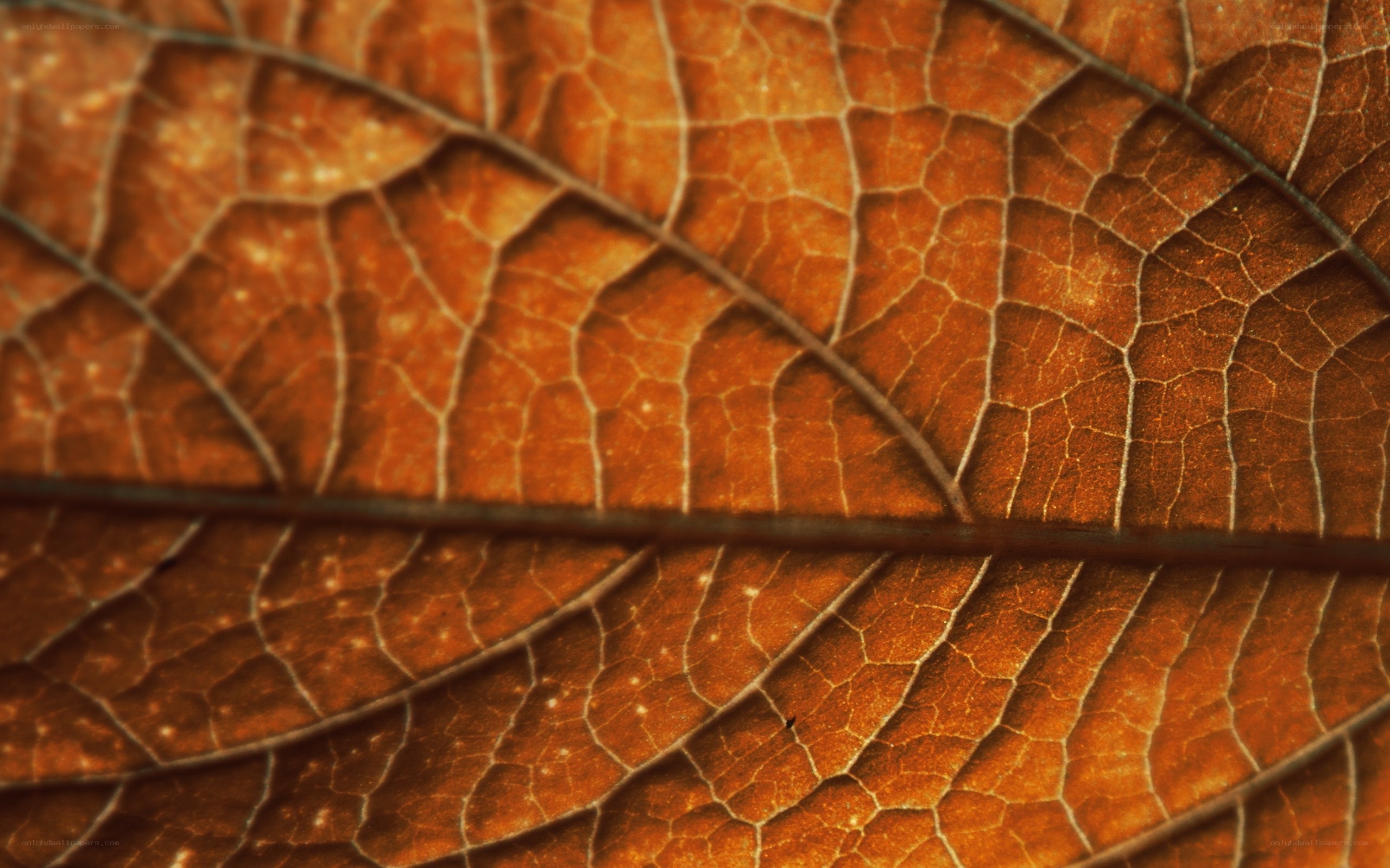Close-up of a dried leaf