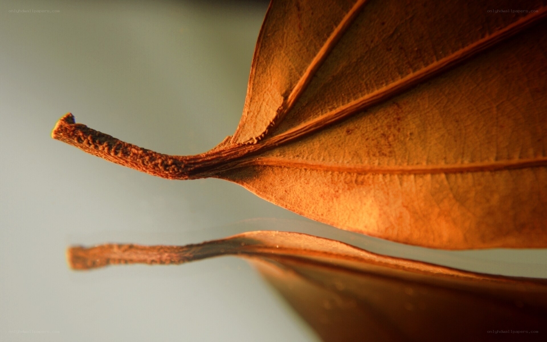 Close-up of a dried leaf