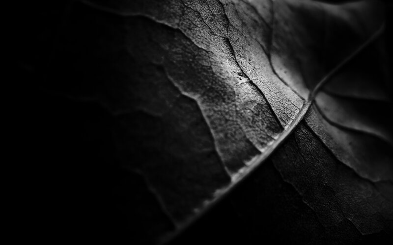Close-up of a Dried Leaf — Black