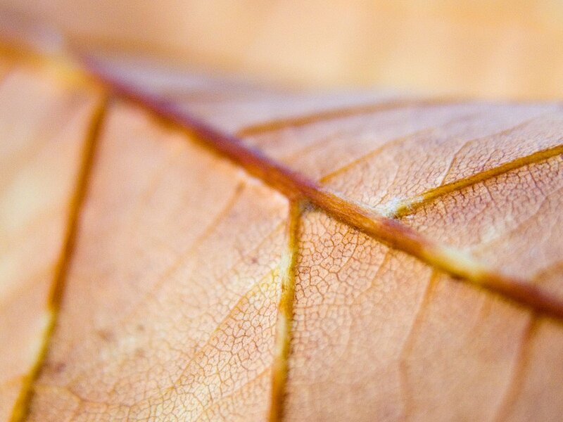Close-up of a Dried Leaf — Brown, Calm, Autumn