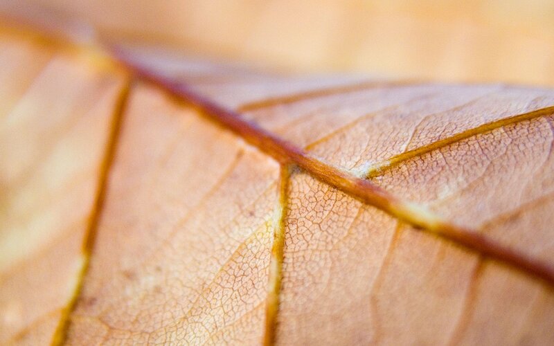 Close-up of a Dried Leaf — Brown, Calm