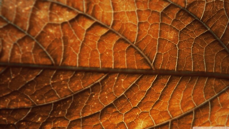 Close-up of a Dried Leaf — Brown, Natural