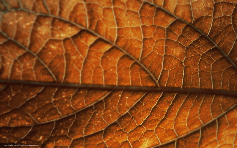Close-up of a Dried Leaf — Brown