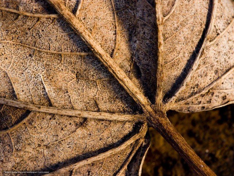 Close-up of a dried leaf