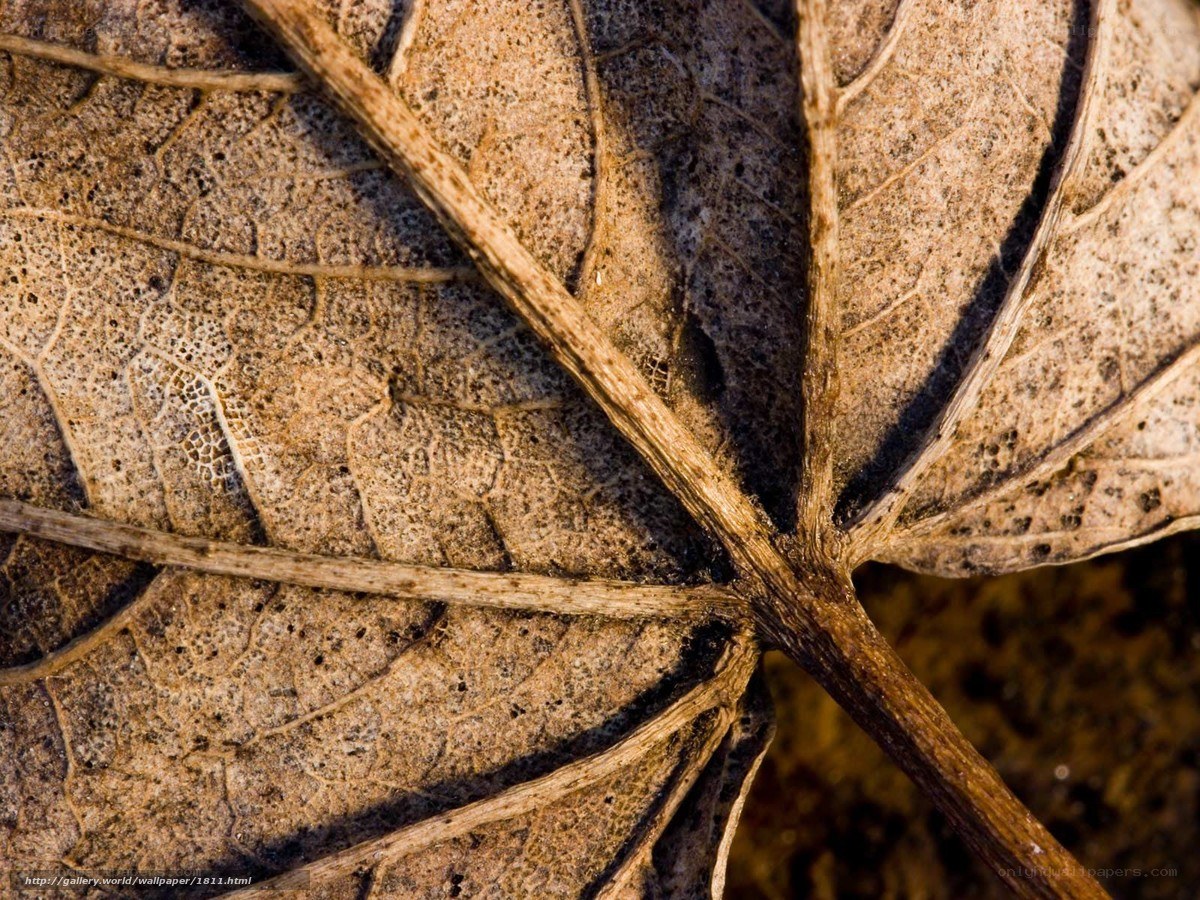 Close-up of a dried leaf