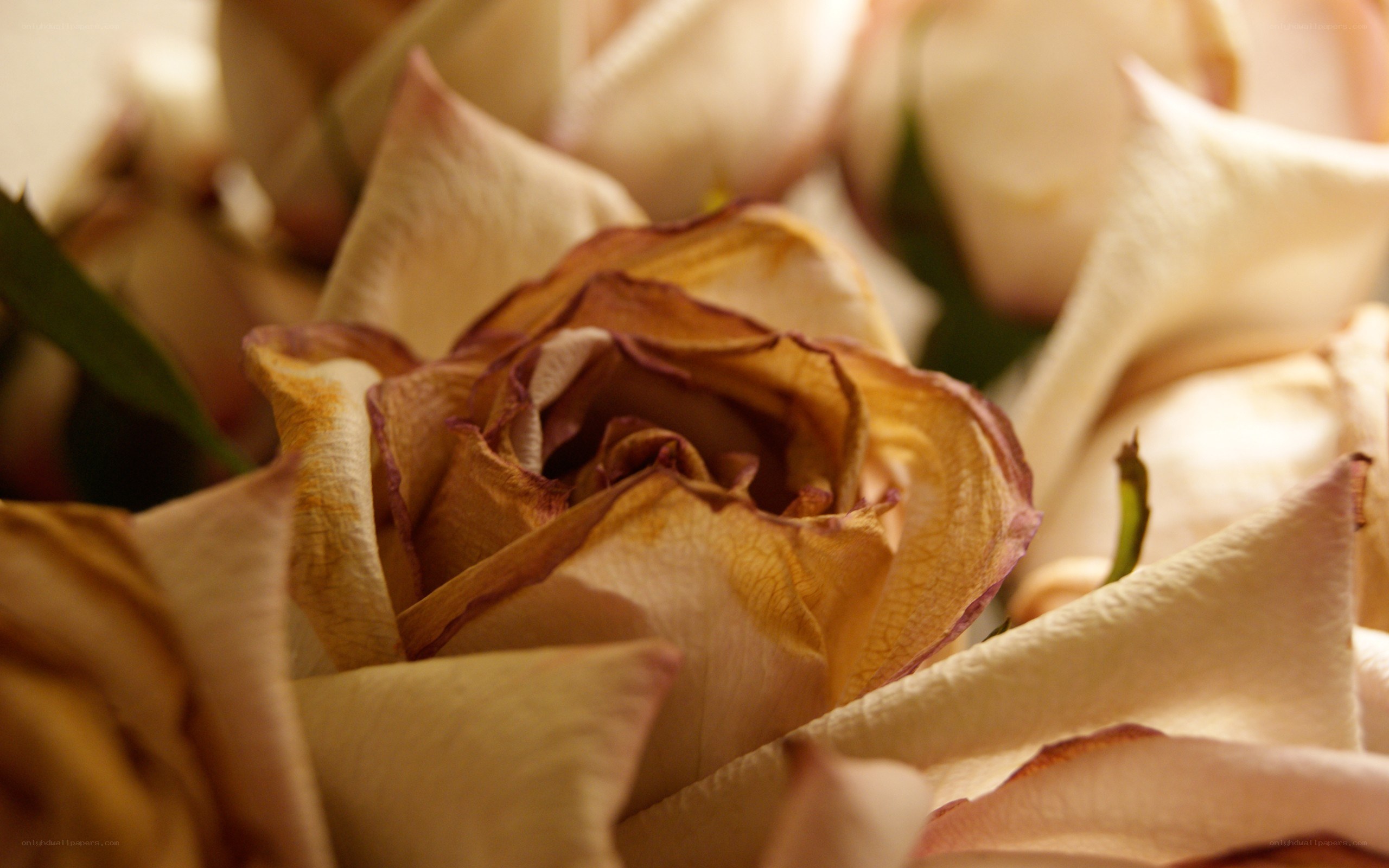 Close-up of a dried rose