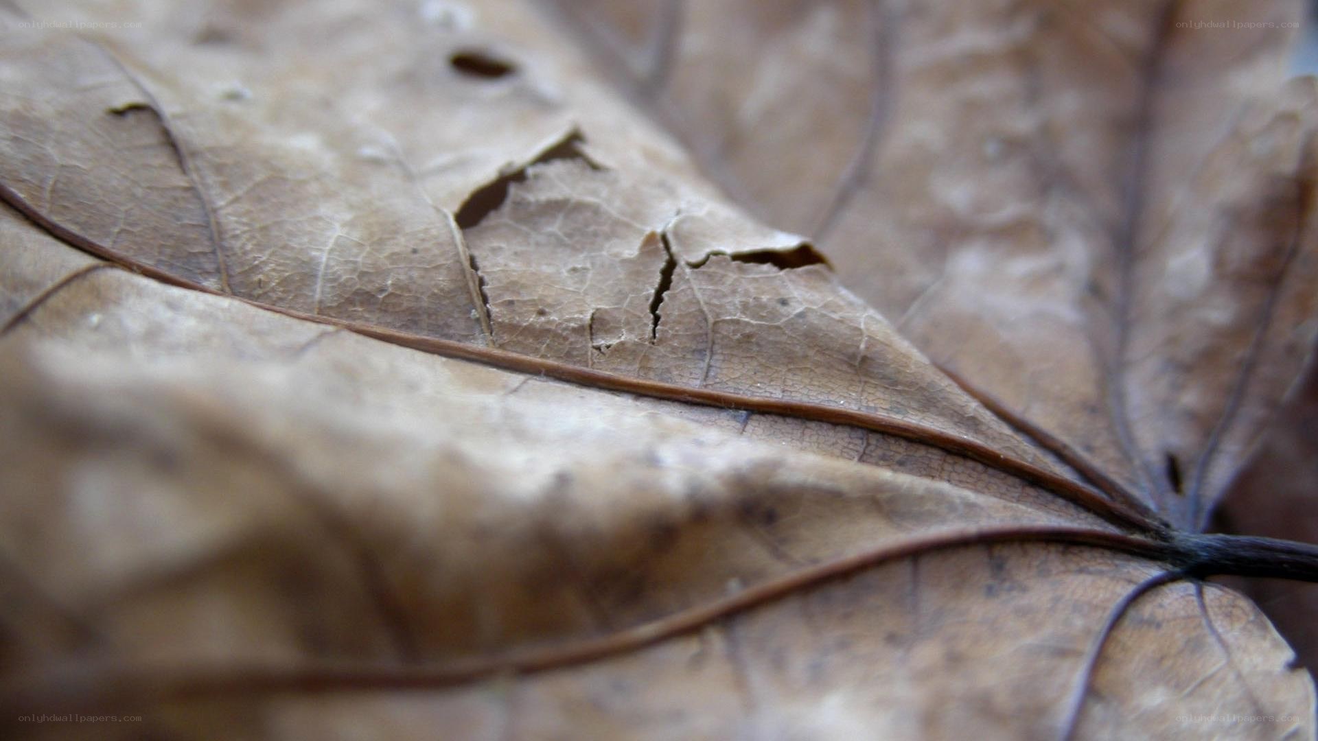 Close-up of a dry leaf