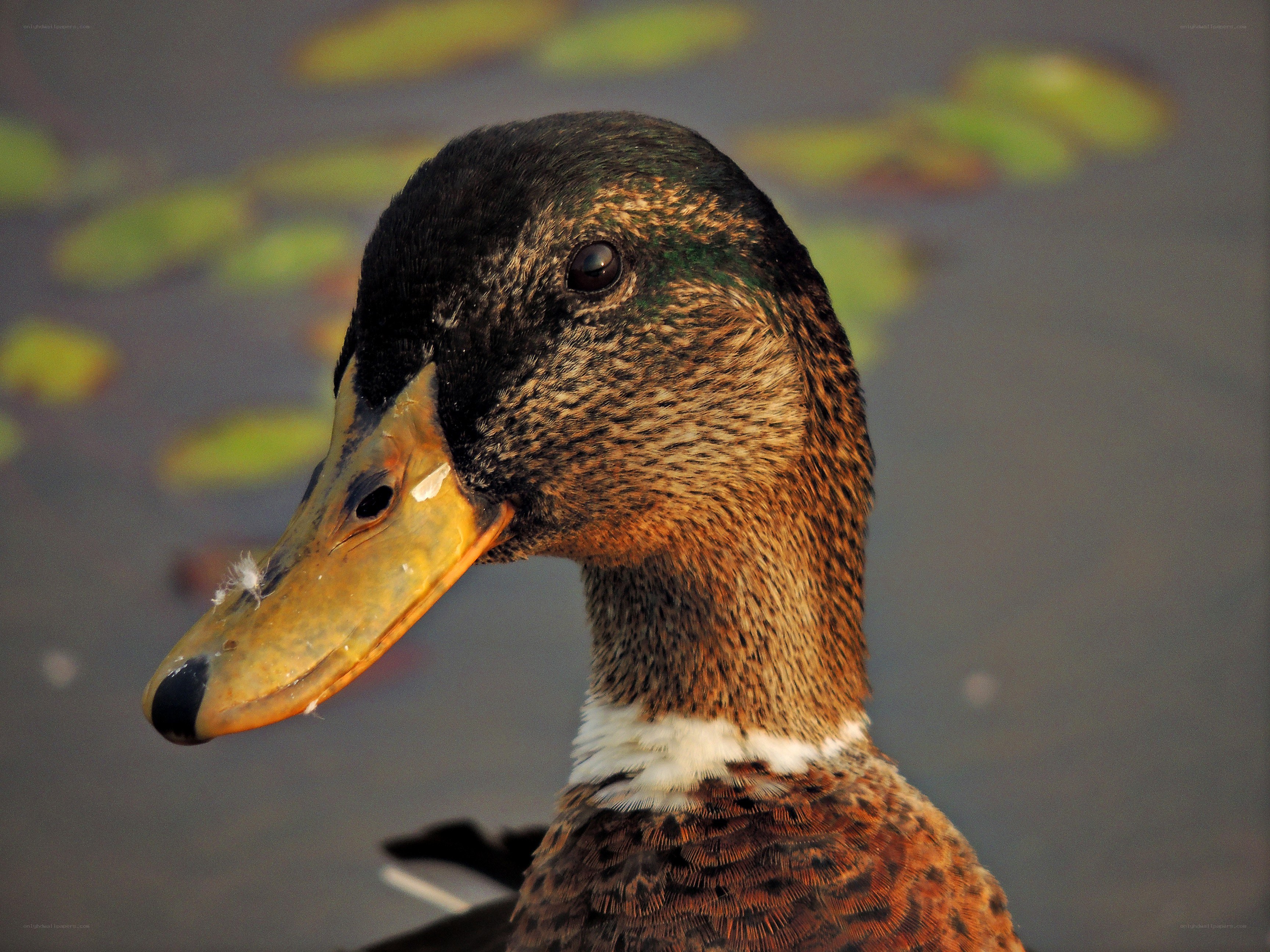 close-up of a duck