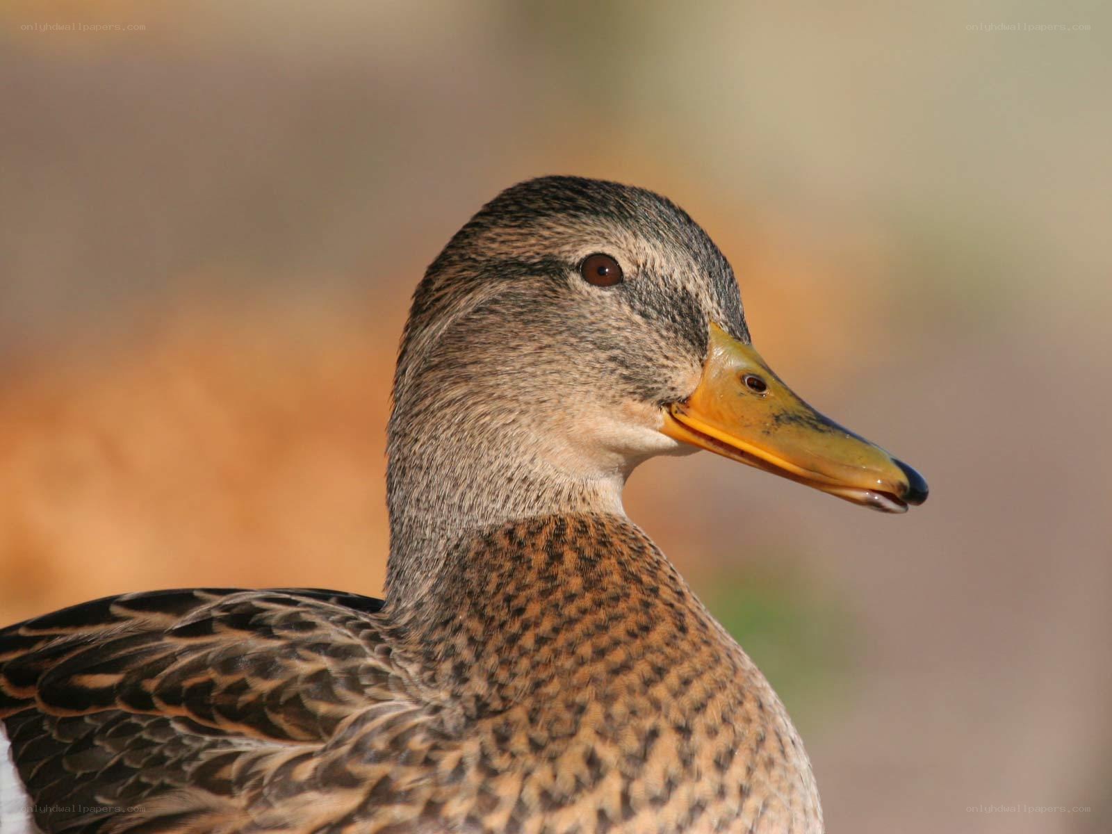 close-up of a duck