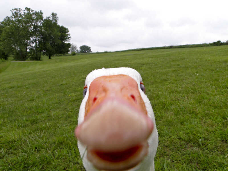 close-up of a duck in a field