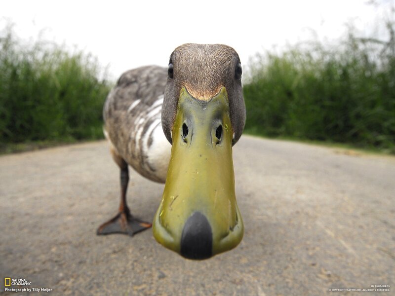 Close-up of a duck on pavement