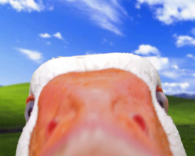 close-up of a duck's face