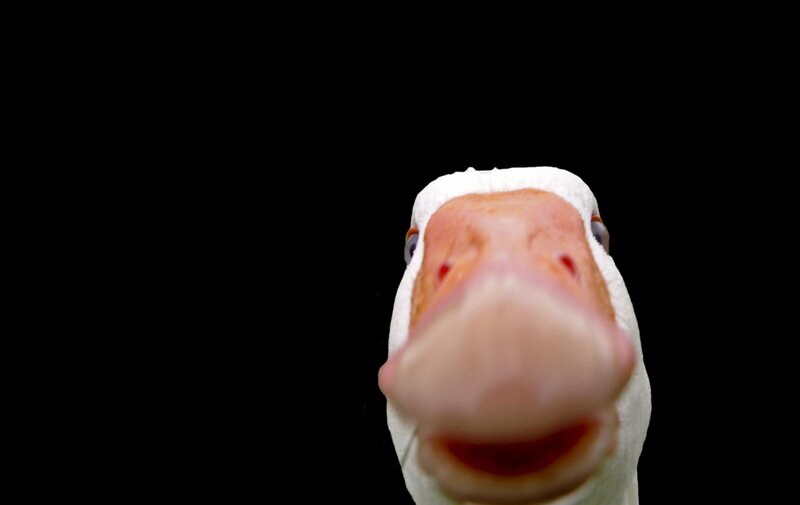 close-up of a duck's face