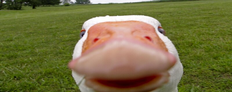 close-up of a duck's face