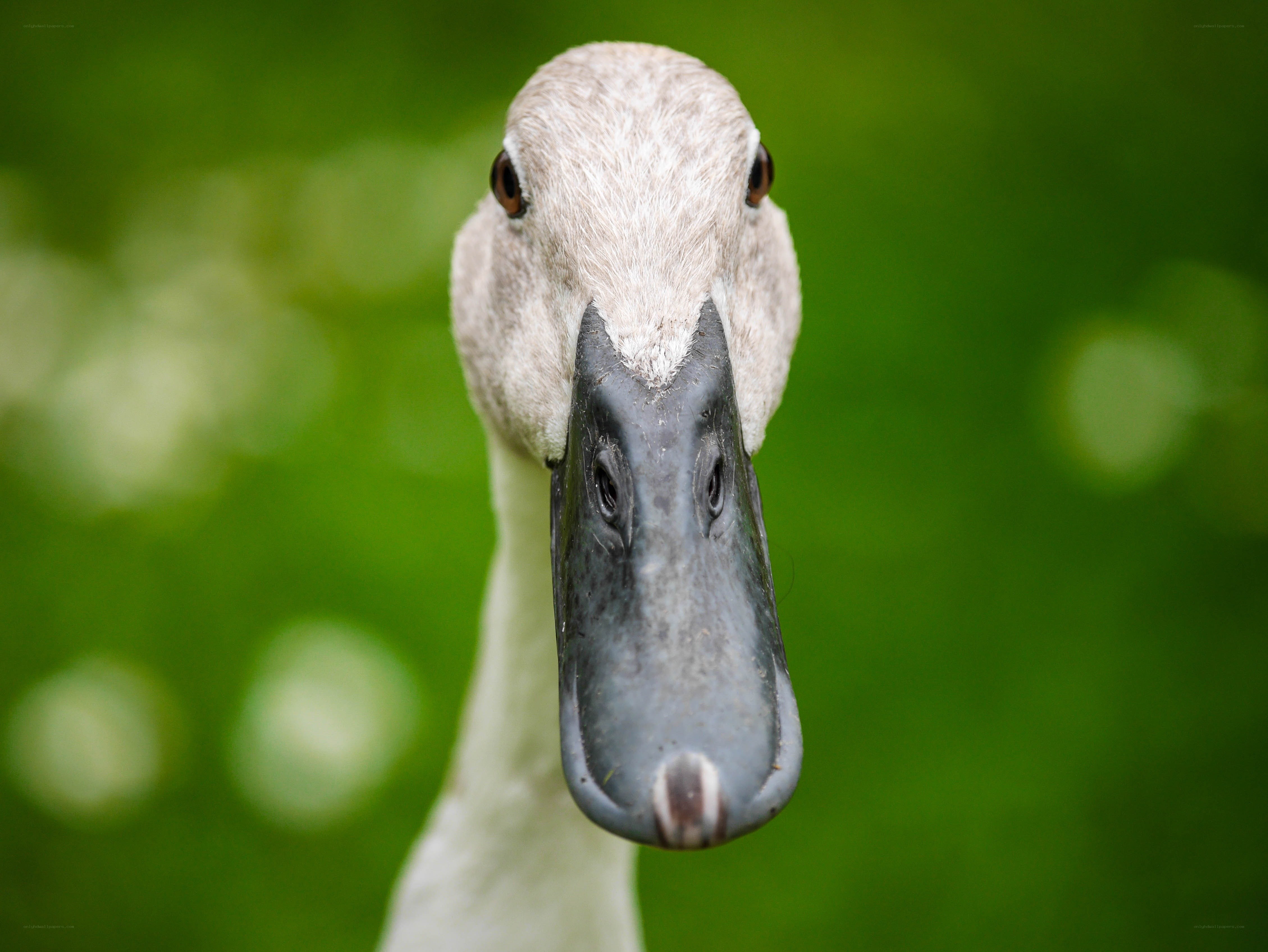 close-up of a duck's head