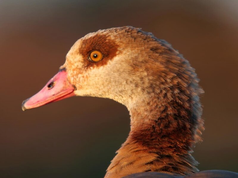 close-up of a duck's head