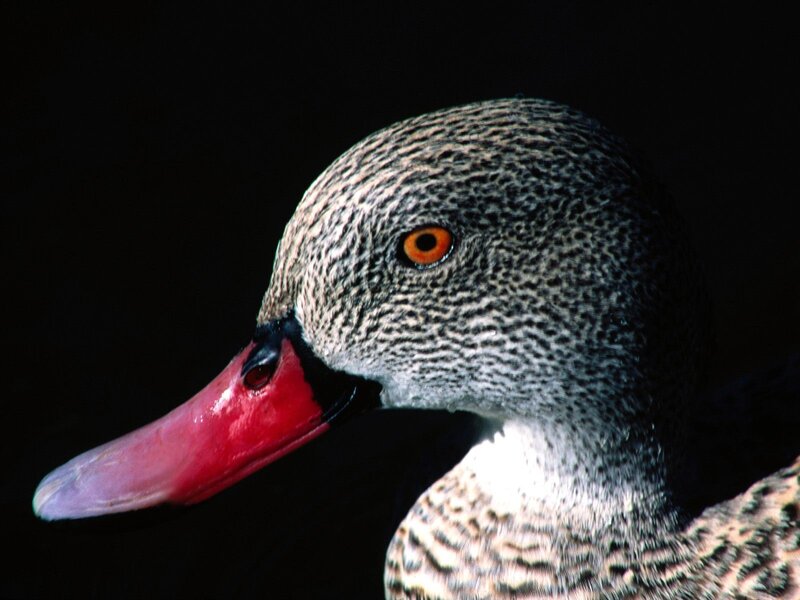 Close-up of a duck's head