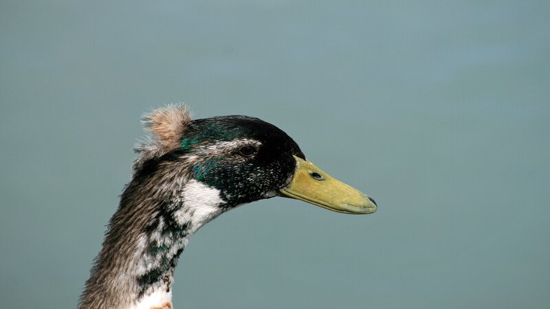 close-up of a duck's head