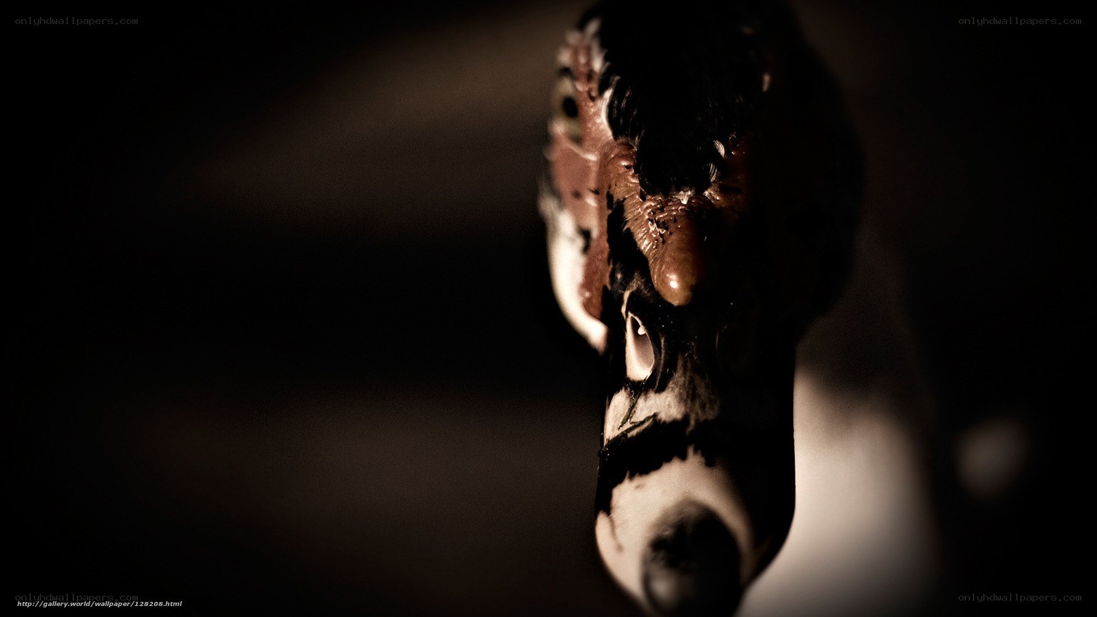 close-up of a duck's head