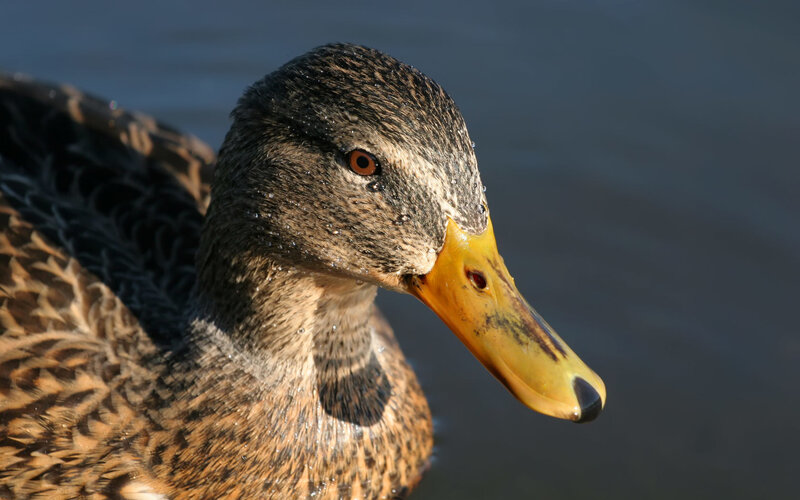 close-up of a duck