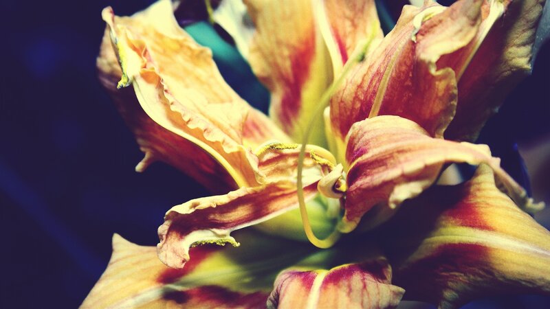 Close-up of a fading lily