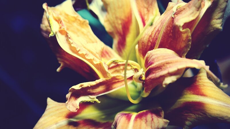 Close-up of a fading lily