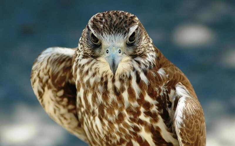 close-up of a falcon