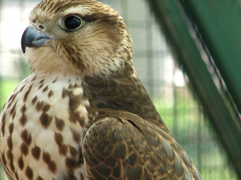 close-up of a falcon