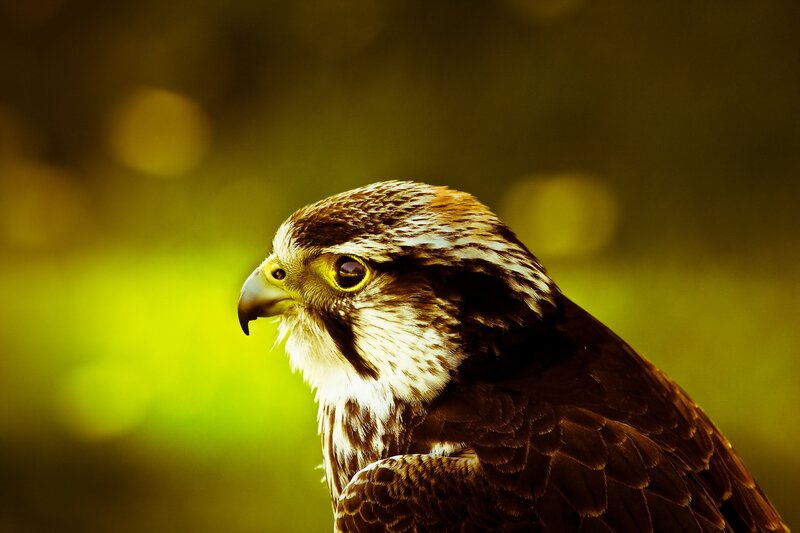 close-up of a falcon