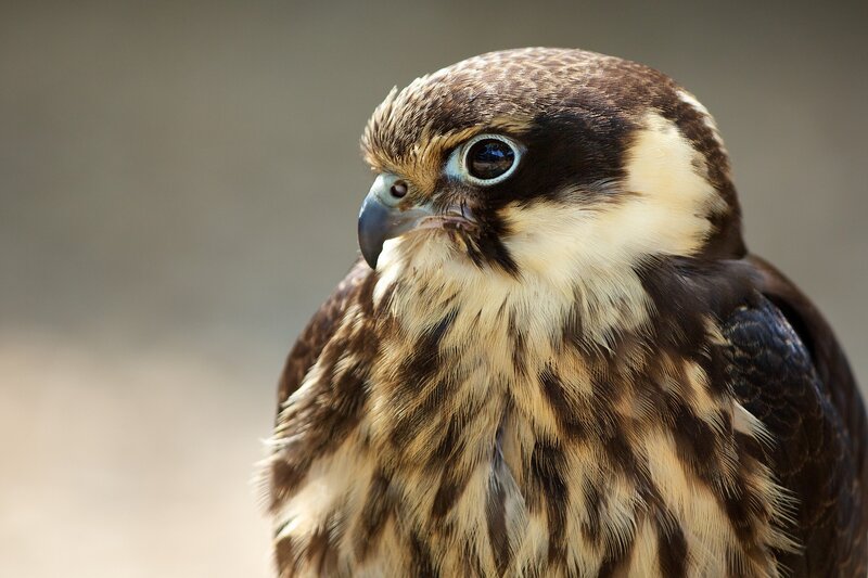 close-up of a falcon