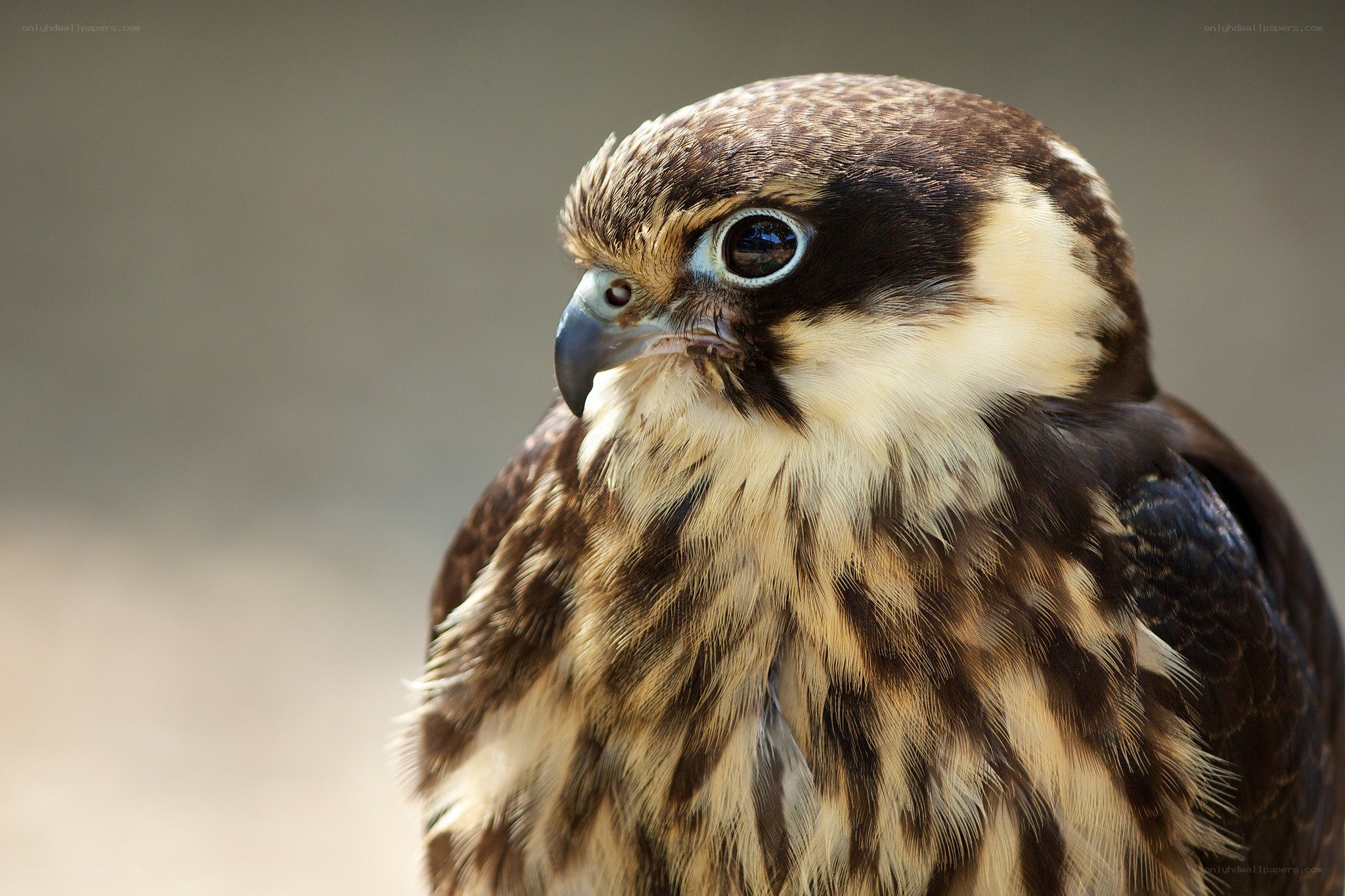 close-up of a falcon