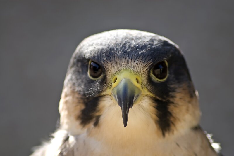 close-up of a falcon