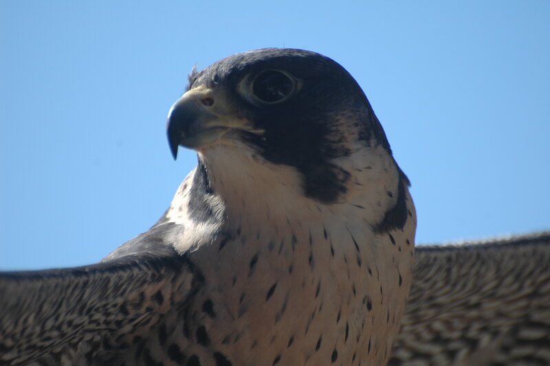 close-up of a falcon